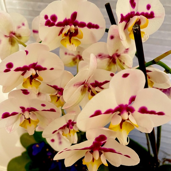 Meet your Posher, Kaye - Picture 1 of 3